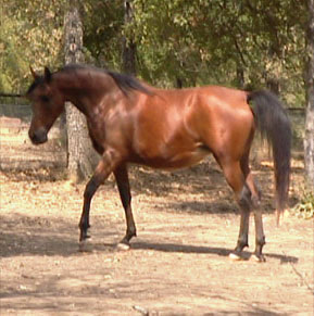 Arabian Mare TC Annatasia March 2002