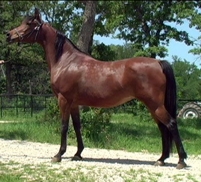 Arabian Mare Maestros Ariel 2002