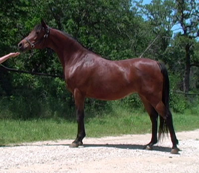 Arabian Mare Maestros Ariel 2002