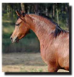 Arabian Mare Maestros Ariel 2002