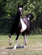 Arabian Mare Maestros Ariel 2002