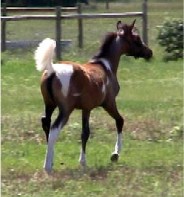 Charm at 3 months old