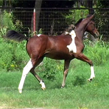 5 month old Pinto Arabian Filly 