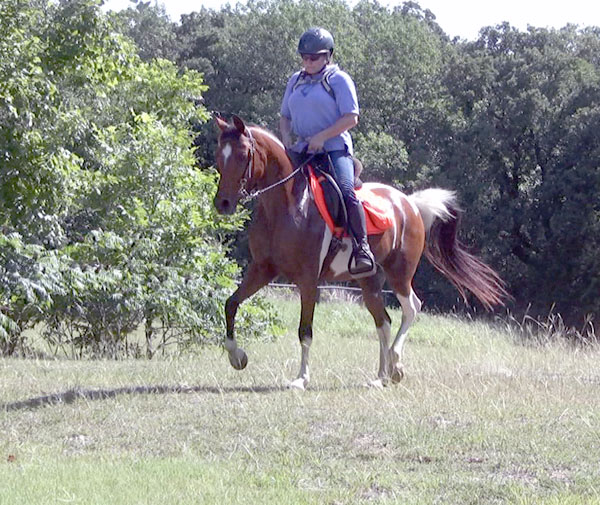 Western Pleasure, Hunter Pinto Arabian Mare