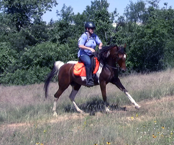 Endurance Pinto Arabian Horse Mare 