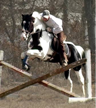 Homozygous Black and Tobiano Paint Pinto Stallion