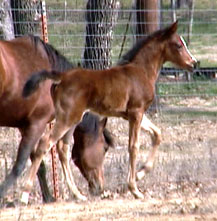 Arabian Mare Maestros Ariel 2002