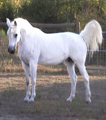 Polish Arabian Mare IV Silver Shadow 2001